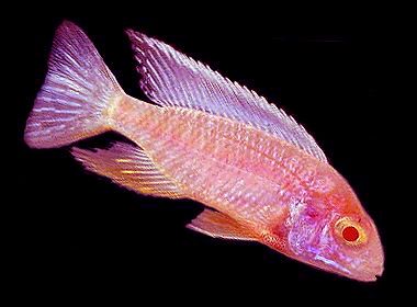 AULONOCARA NYASSAE